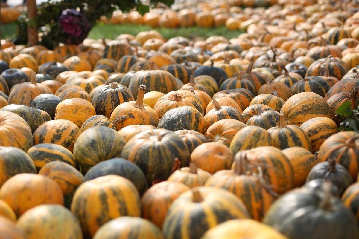 Sajam u Ivanić-Gradu: Bučijada će okupiti preko 200 izlagača...