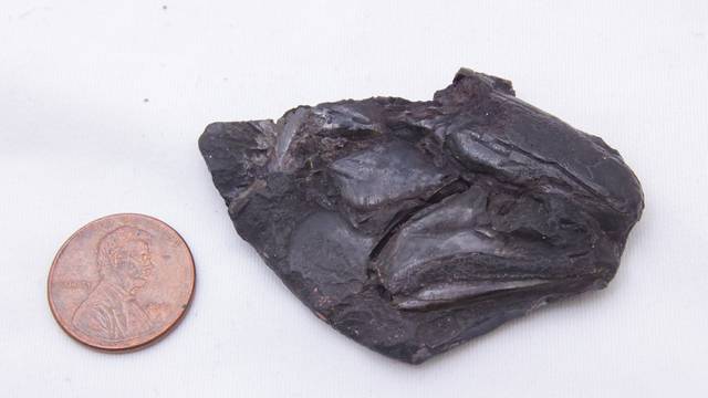 Otkrili su očuvan mozak star čak 319 milijuna godina: 'Ovo je tako uzbudljivo i neočekivano'