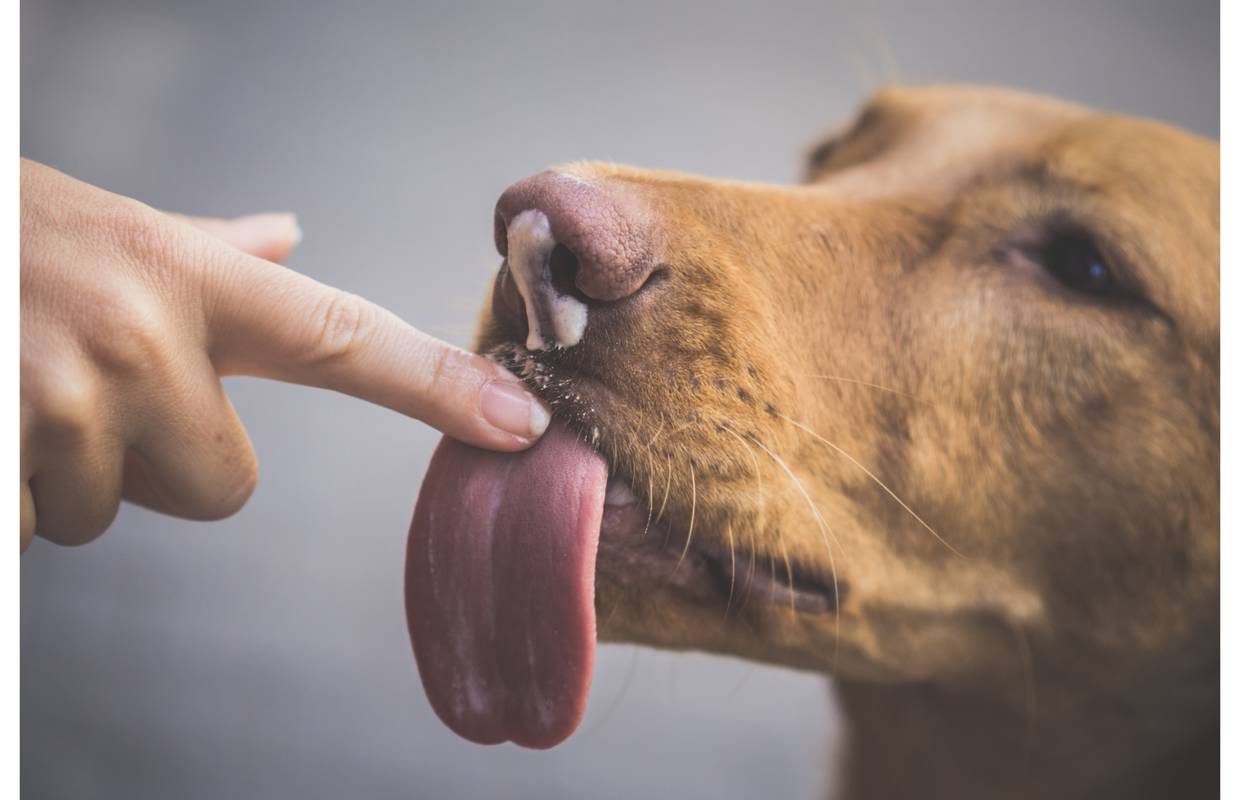 Zašto nas psi ližu? Stručnjaci dekodirali što nam time govore