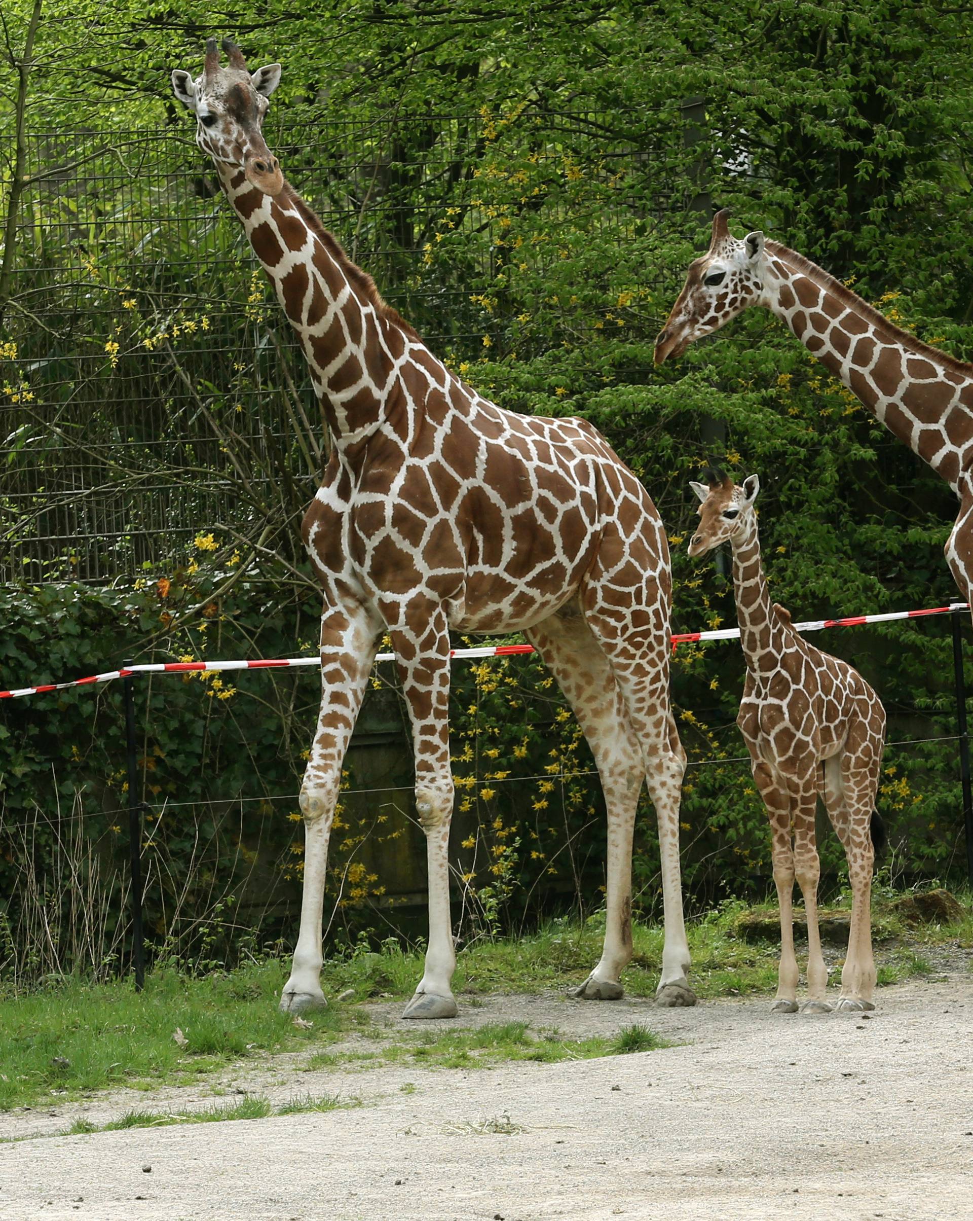 Baby giraffe in Duisburg zoo