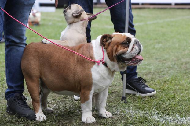 Karlovac: Me?unarodna izložba pasa