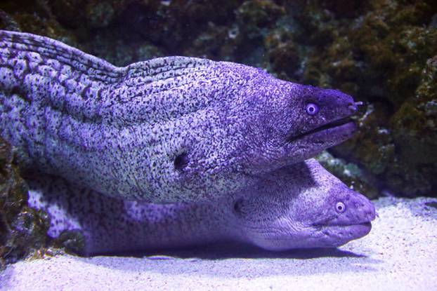 Aquarium Pula