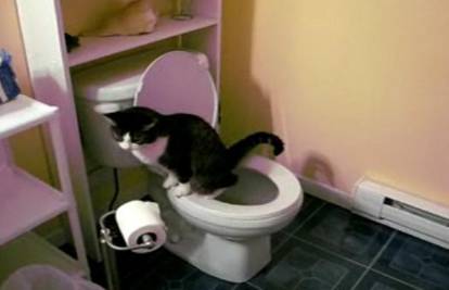 Naučila mačku da sama obavlja nuždu na toaletu