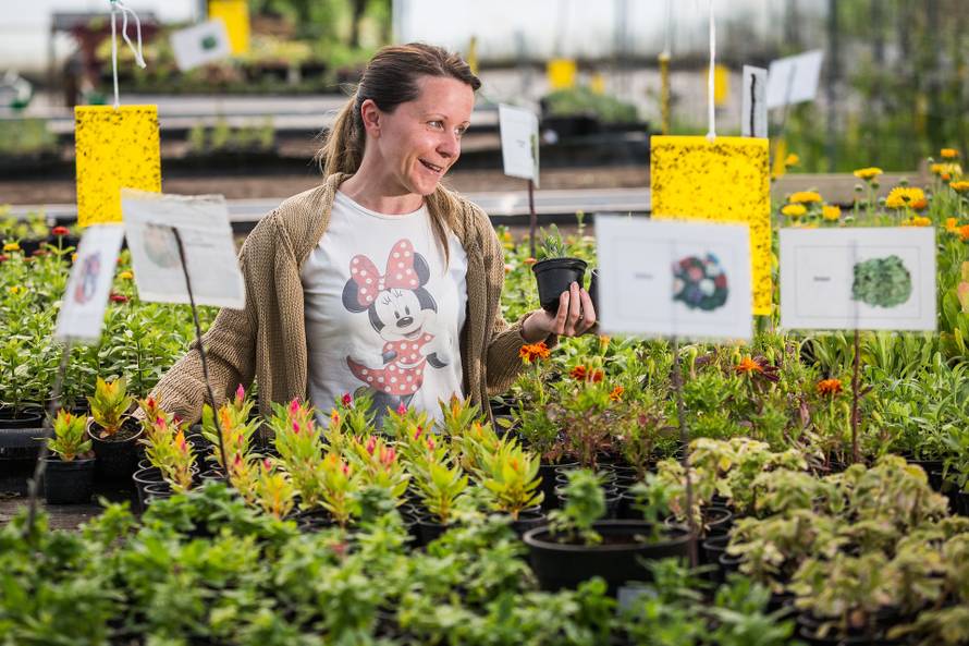 Korona ih ipak  nije omela: 'Ove godine imamo više od 50.000 mladih presadnica za prodaju'