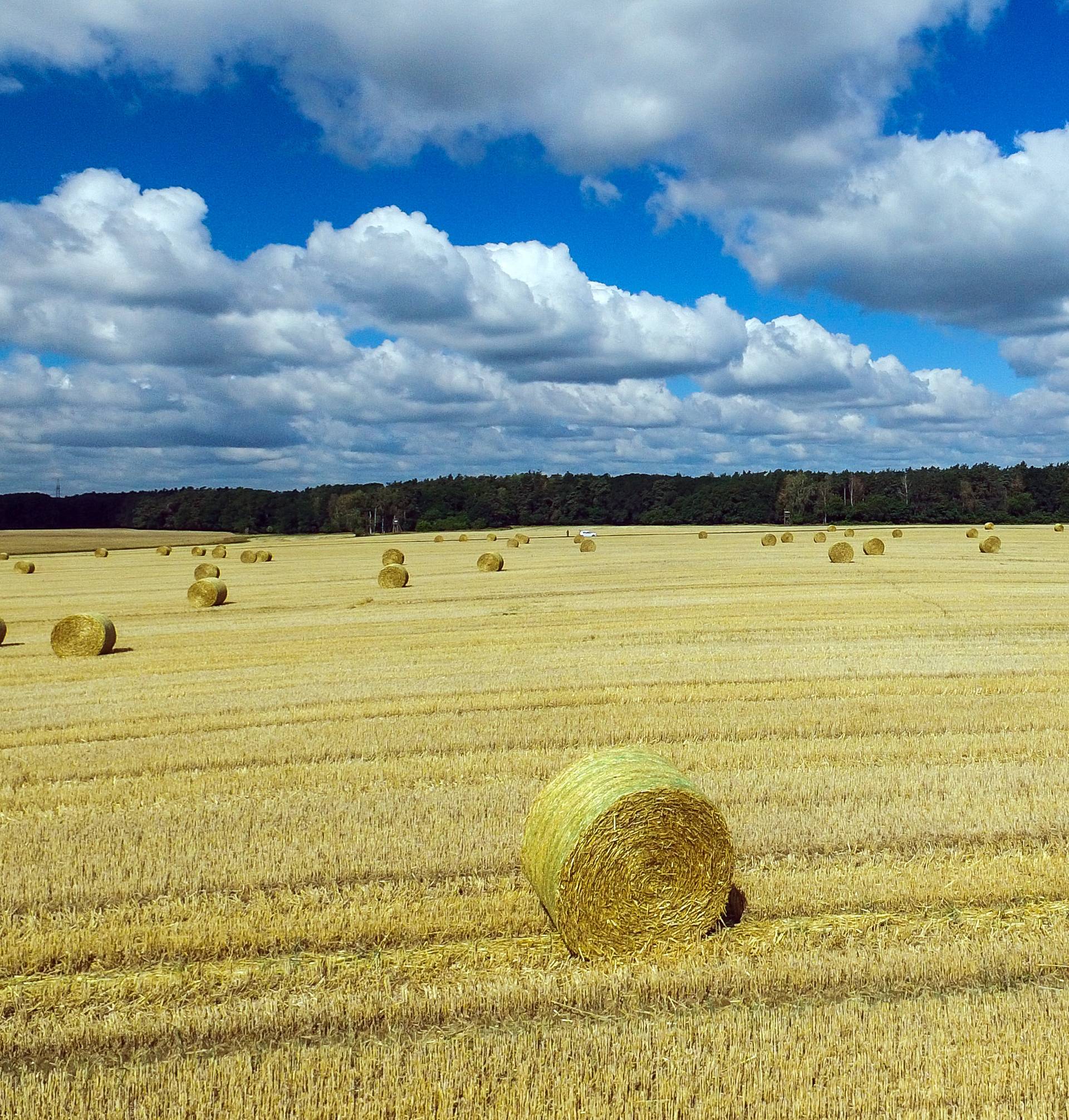 Agricultural landscape