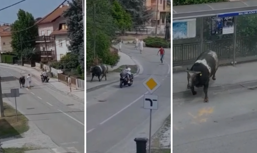 VIDEO Bik bježao i divljao po cesti: Tata, tata eno bik na ulici!