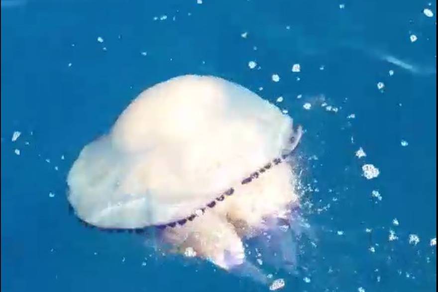 Meduza od 20 kg kod Lošinja