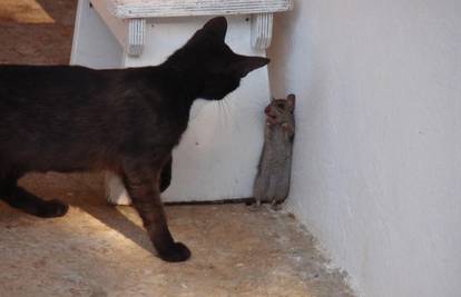 Mačak Mikica vrebao je svog novog prijatelja, miša