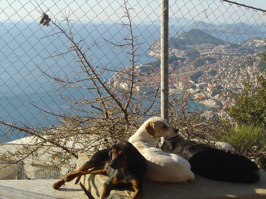 Društvo za zaštitu životinja Dubrovnik