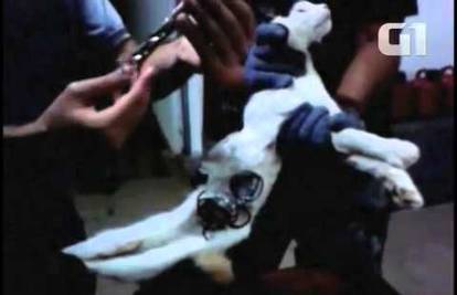 Čuvari presreli mačku koja je u zatvor donosila pile i bušilice