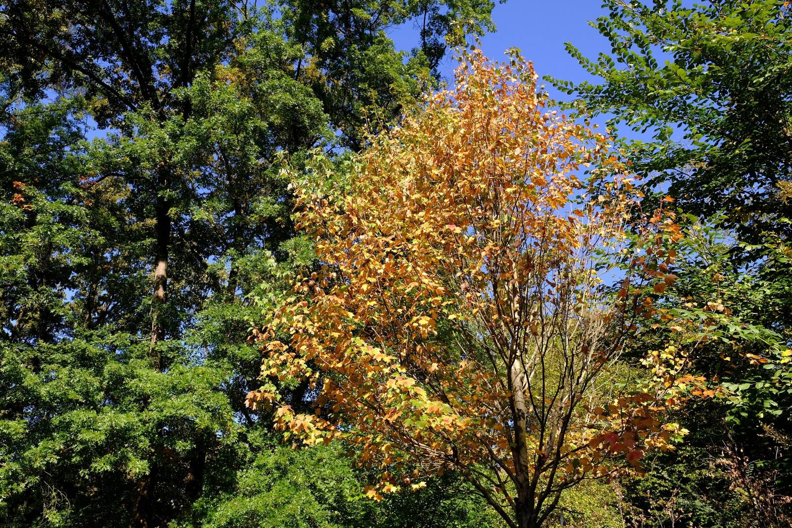 Zagreb: Boje jeseni u parku Maksimir