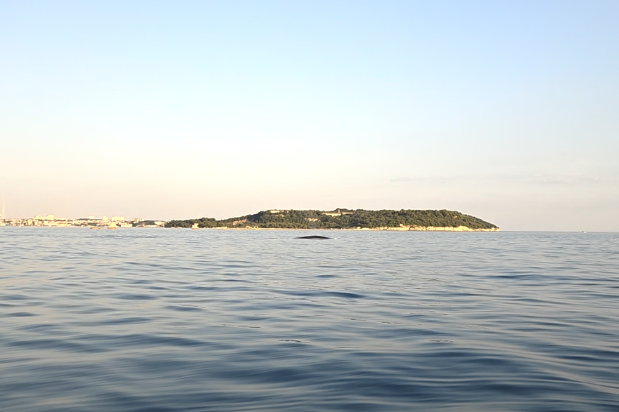 Kraj Pule snimili kita