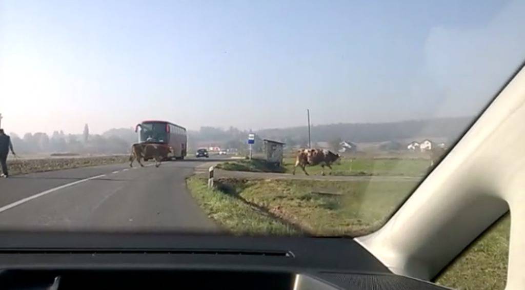 Krave "ne poštuju" prometne znakove: Vozači čekali prolaz 