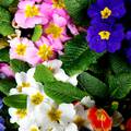 Proljetni 'veseljaci' jaglaci: Evo kako ćete ih lako održati u vrtu i u svojem domu da duže cvatu