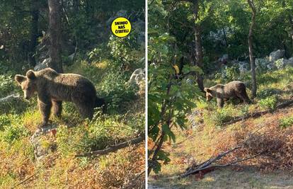 VIDEO Medo se vratio po još! Nakon smokvi, opet im upao u dvorište i bacio se na bademe