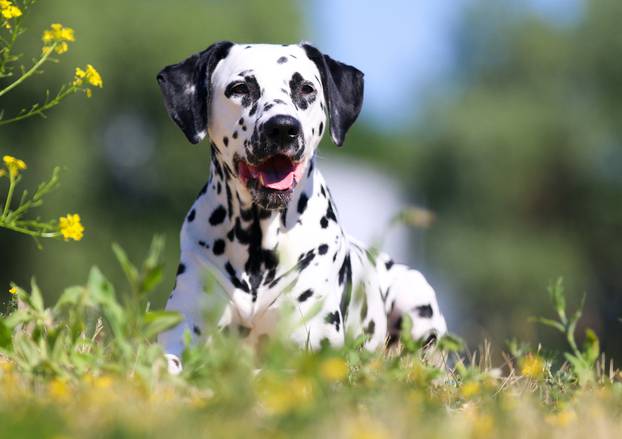 Summer,Portrait,Of,Cute,Dalmatian,Dog,With,Black,Spots.,Smiling