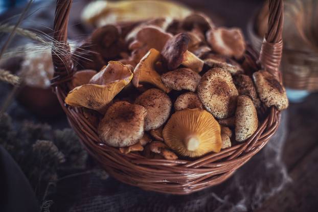 Different mushrooms in basket