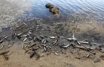 Češka: Čiste tone mrtve ribe. Uginule zbog cvjetanja algi