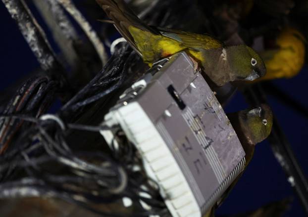 An Argentine town battles a parrot invasion