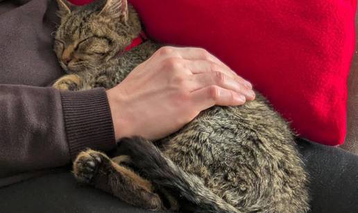 Macaronu je tek pet mjeseci! Klupko sre&cacute;e tra&zcaron;i svoj novi dom