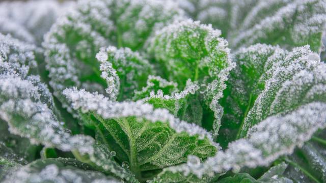 Župan u Međimurju proglasio je prirodnu nepogodu mraza