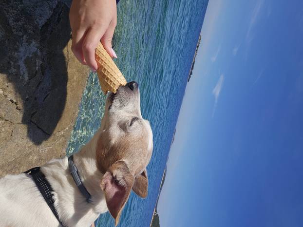 SUPER FOTKE vaših ljubimaca! Neki bi mogli biti viralni hit, ali svi su jednostavno neodoljivi