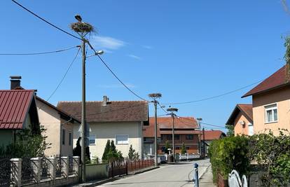 Rode tulumare i zimi u Zagrebu: 'Imaju hrane i ništa im ne fali, a u jednoj ulici su 30 gnijezda...'