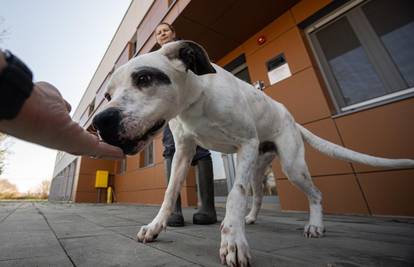 Ja sam Ariel. Pas koji spašava pse. Nisam jedini. Ima nas još