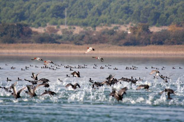 Arhiva PP Vransko jezero