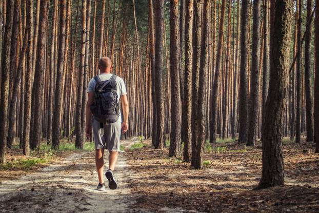 Traveler man walks with a backpack on a dirt road in a pine fore