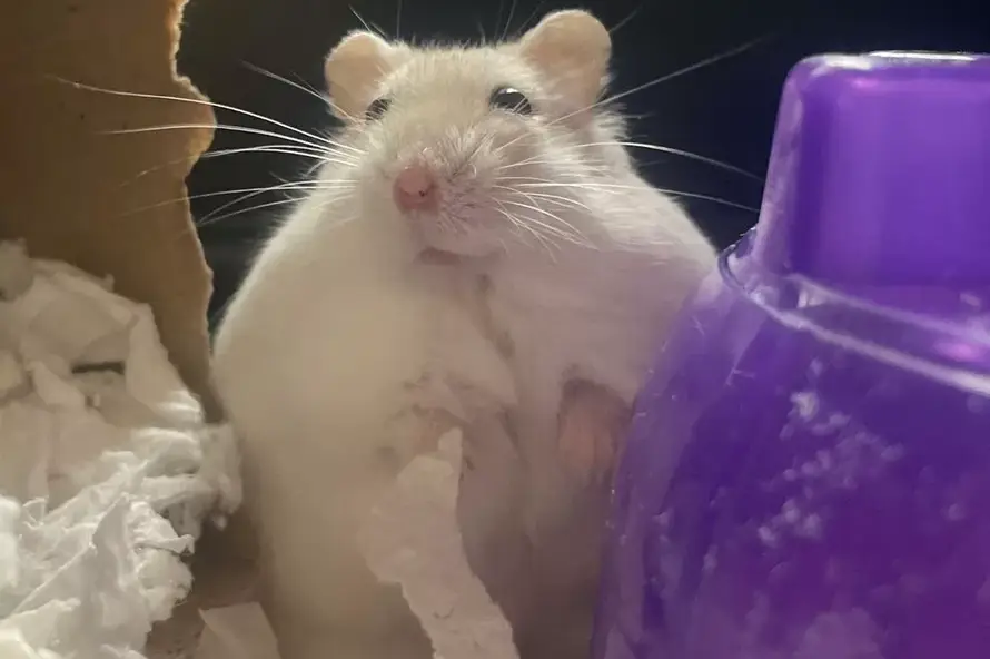 Debeli hrčak šokirao azil: 'Težio je dvostruko više od ideala, bio je na strogom režimu prehrane'