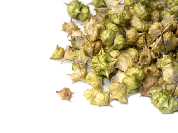 Dry Seeds of Tribulus terrestris plant.