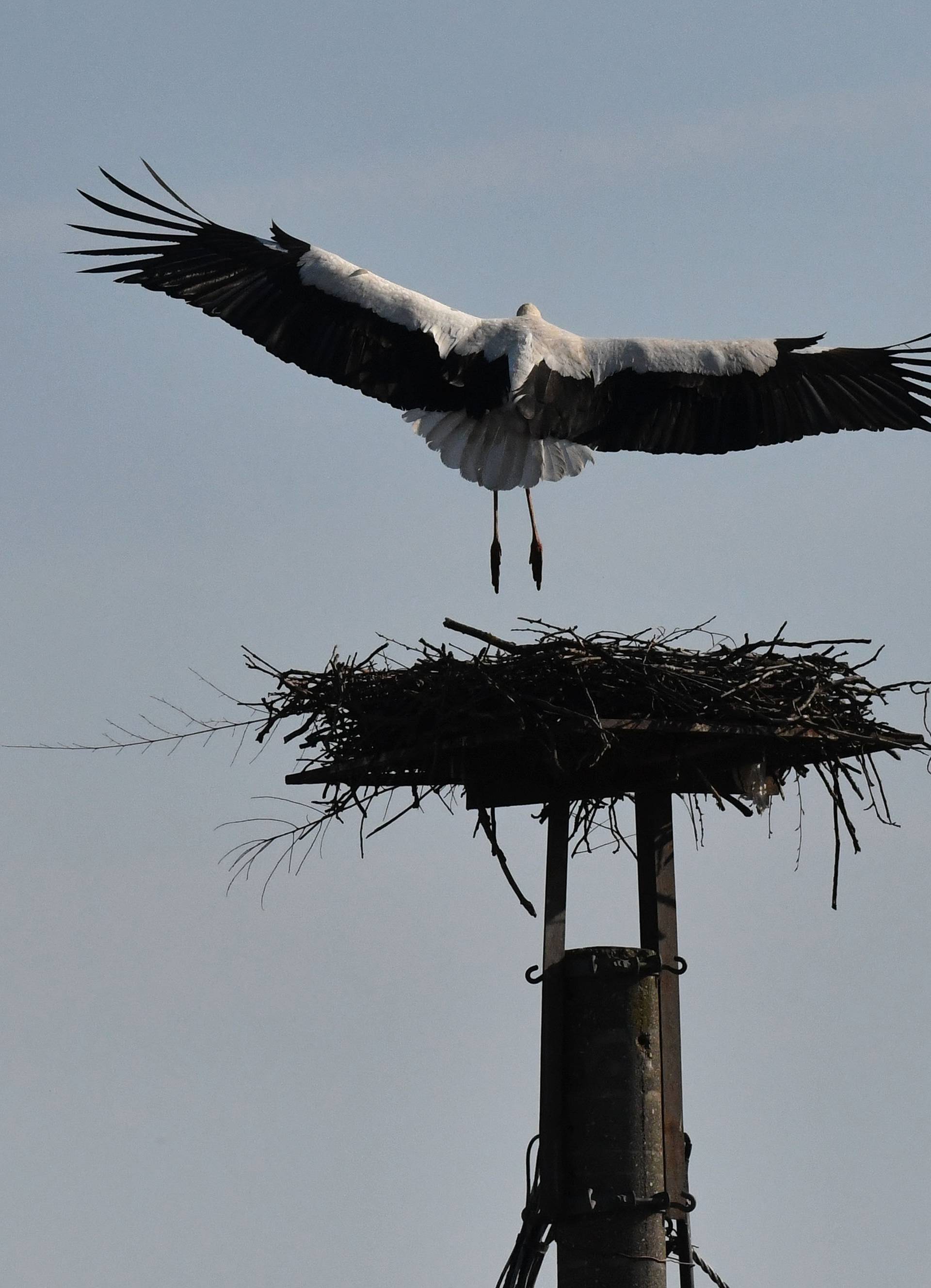 Rode se vraćaju u Brodski Varoš, a Malena slomljenog krila sama gradi svoje gnijezdo