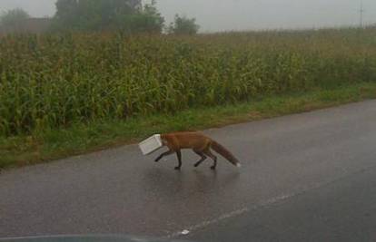 Izgubljena lisica s glavom u kanisteru trčala cestom