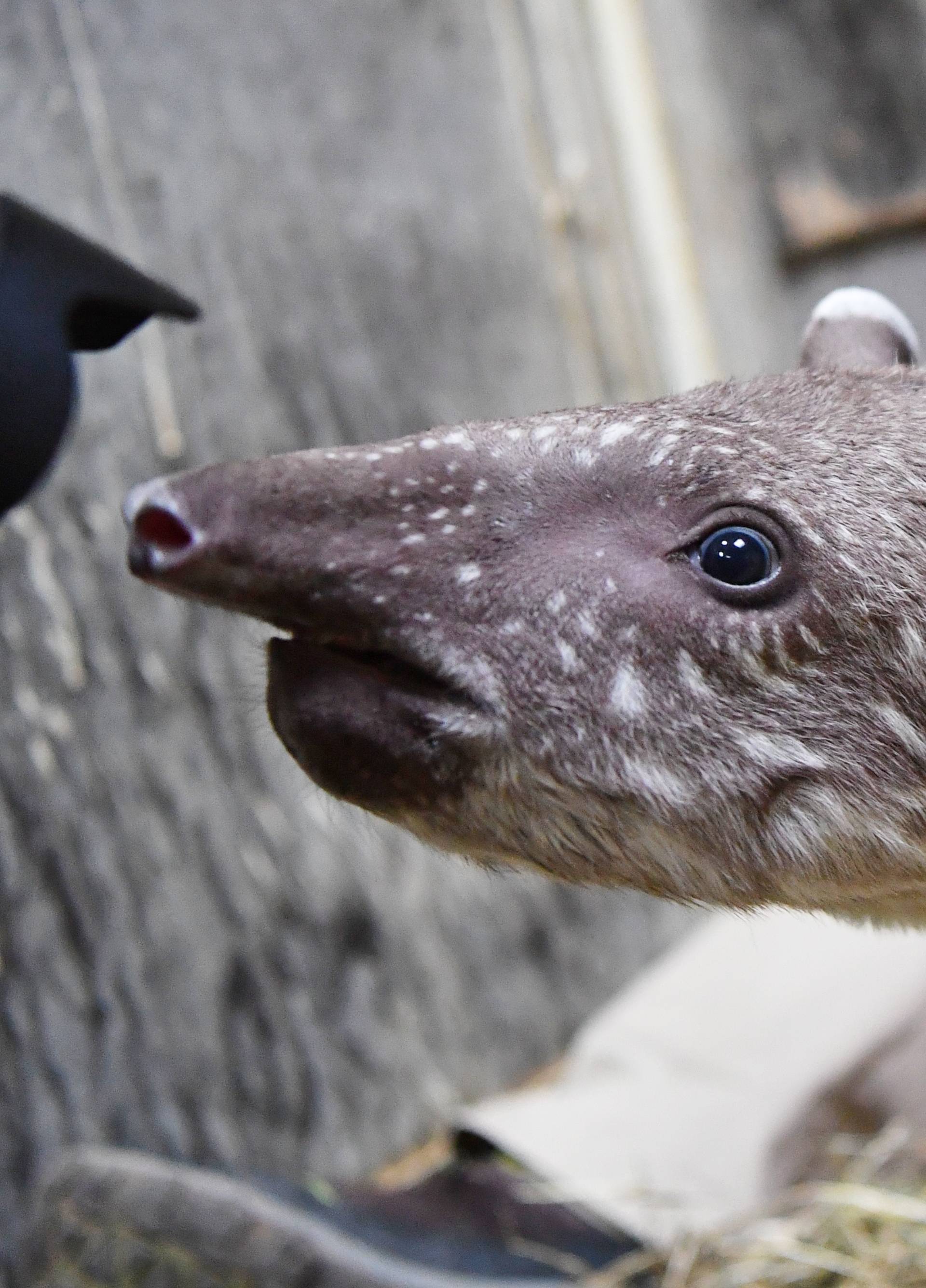 14-day-old South American tapir presented