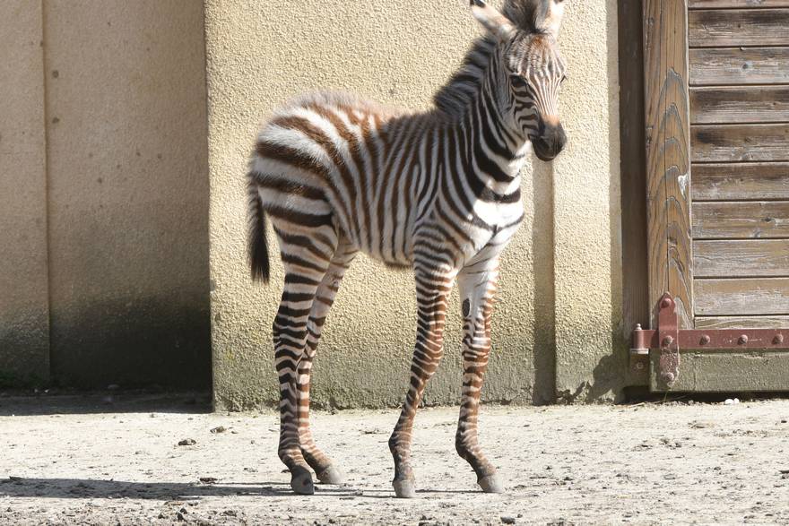 Beba zebra
