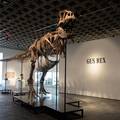 Kostur dinosaura prodan za vi&scaron;e od 50 milijuna dolara! Za njega se nadmetalo &ccaron;ak sedam ljudi...