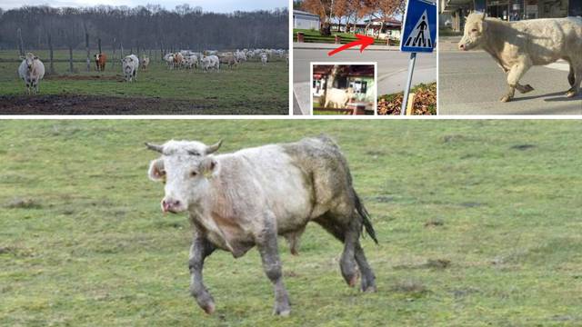 Bik Joza već trčkara na farmi u Lasićima. Ima društvo i čeka da mu pronađu nove udomitelje