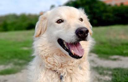 Znanost potvrđuje: Pas doista može osjetiti kako se osjećate