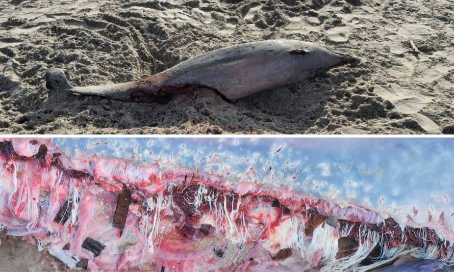 Misteriozna neman u Jadranu pregrizla dupina skoro na pola! Je li to bila velika bijela psina?