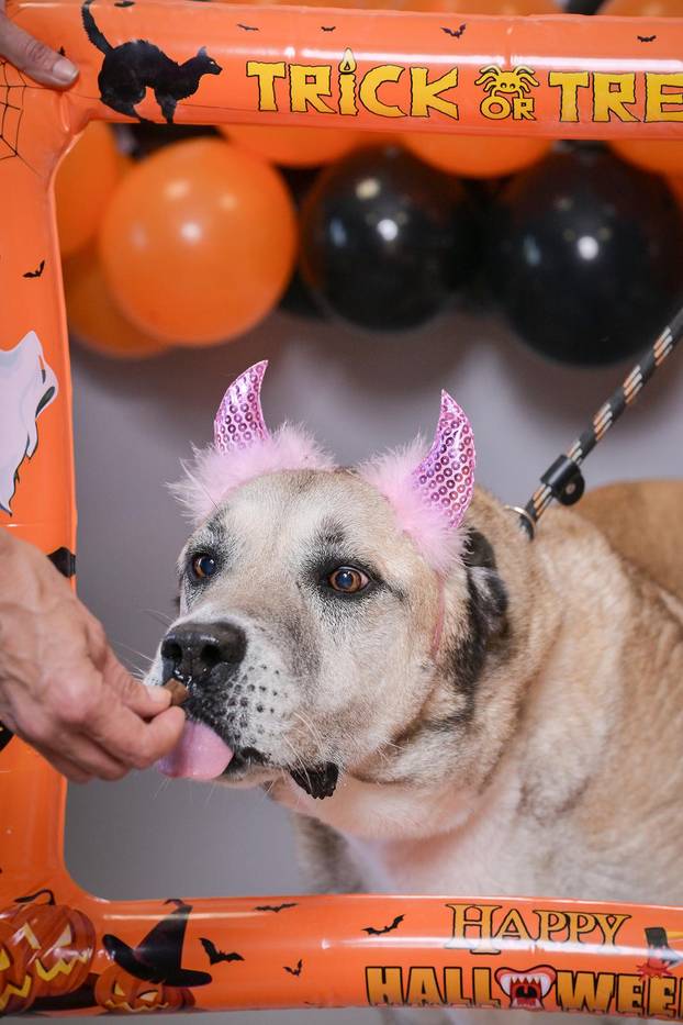 Sklonište u Dumovcu poziva na posebno jesensko udomljavanje pasa i mačaka