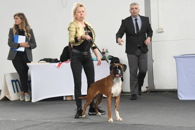 Bjelovar: Nacionalna izložba pasa održana je na sajamskom prostoru u Gudovcu