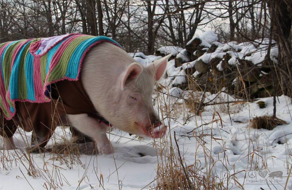 Facebook/Esther the Wonder Pig