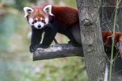 Međunarodni dan crvenih pandi u zagrebačkom Zoološkom vrtu