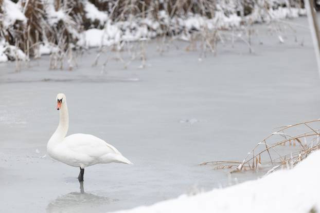 Kopački rit: Zimska idila u Baranji 