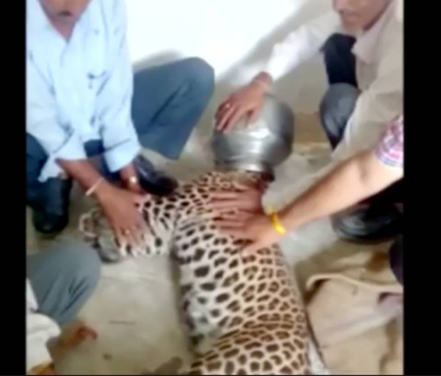 Nespretni leopard! Ožednio je, a na kraju je to skupo platio... 