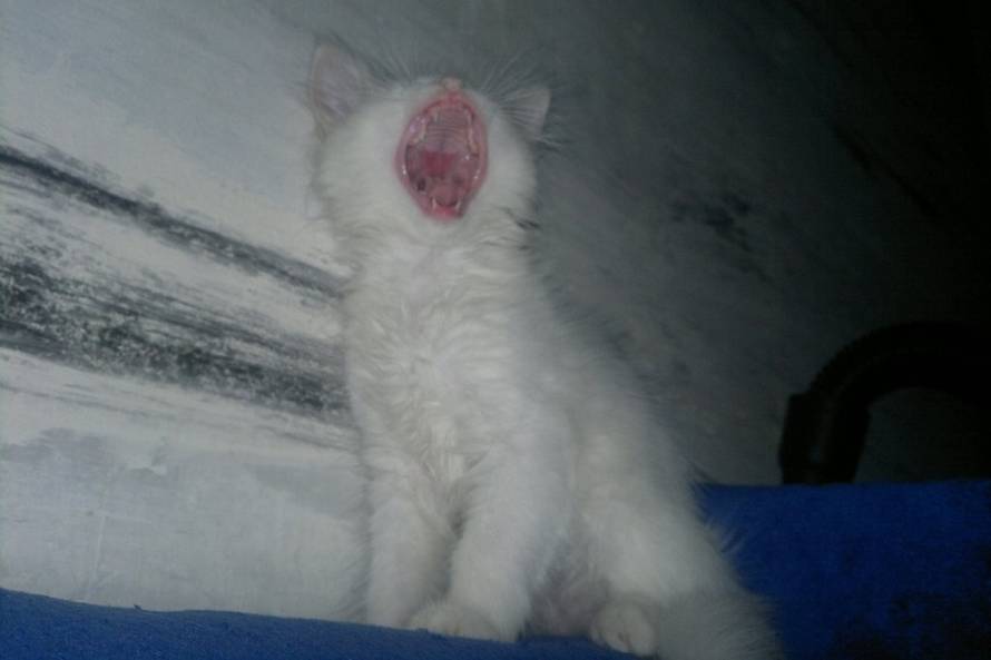 24Ljubimci/Daj šapu