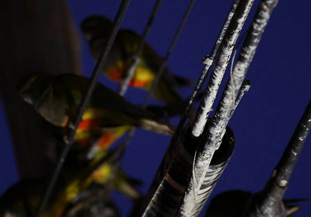 An Argentine town battles a parrot invasion
