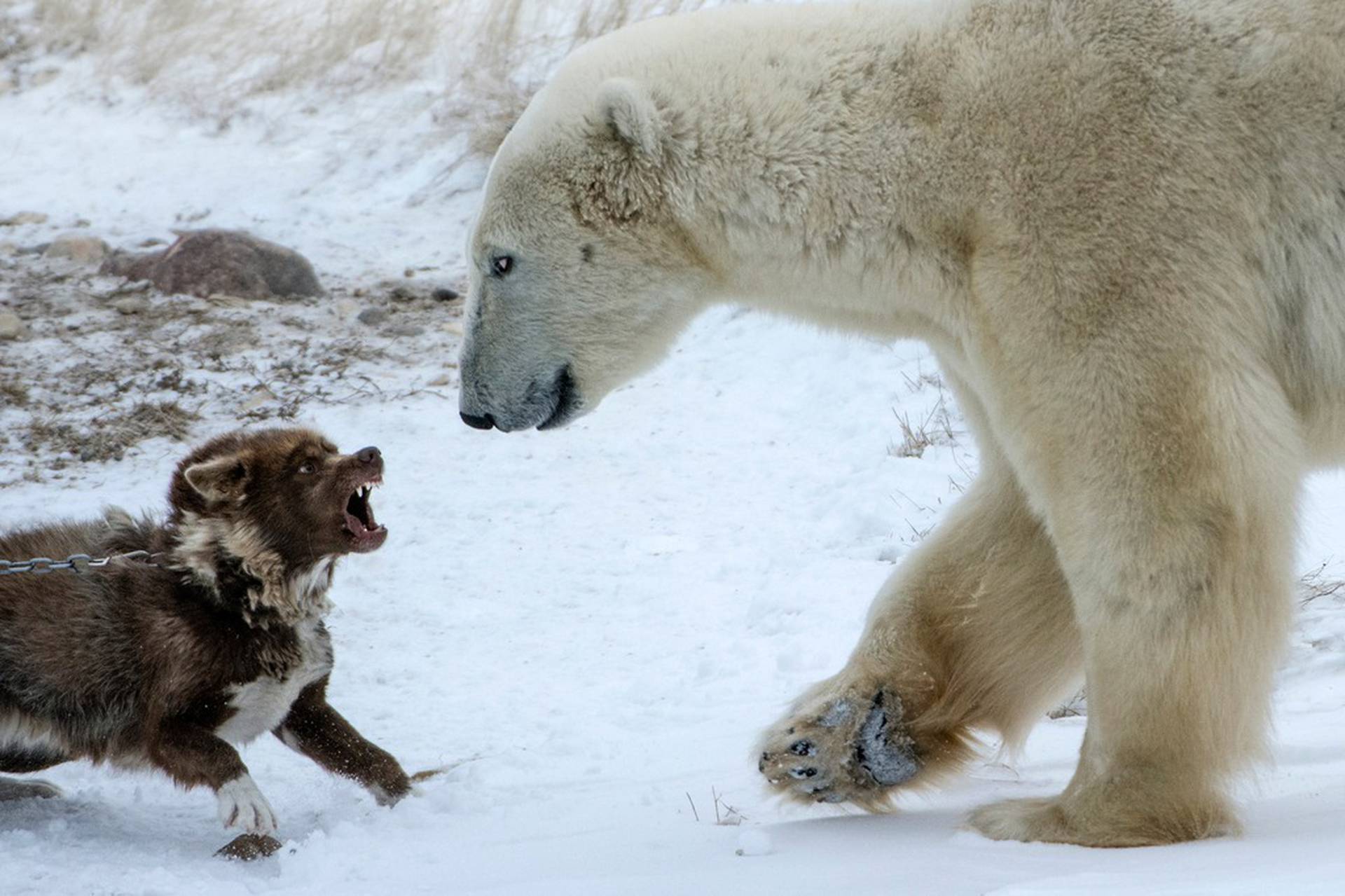 Видео собака привела медведей. Медведь и собака. Собака белый медведь. Белый медведь и волк. Щенок Медвежонок.