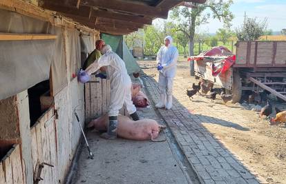DOZNAJEMO Zaražene svinje su prebacivali iz sela u selo: 'Kuga se nakon tog masovno proširila'